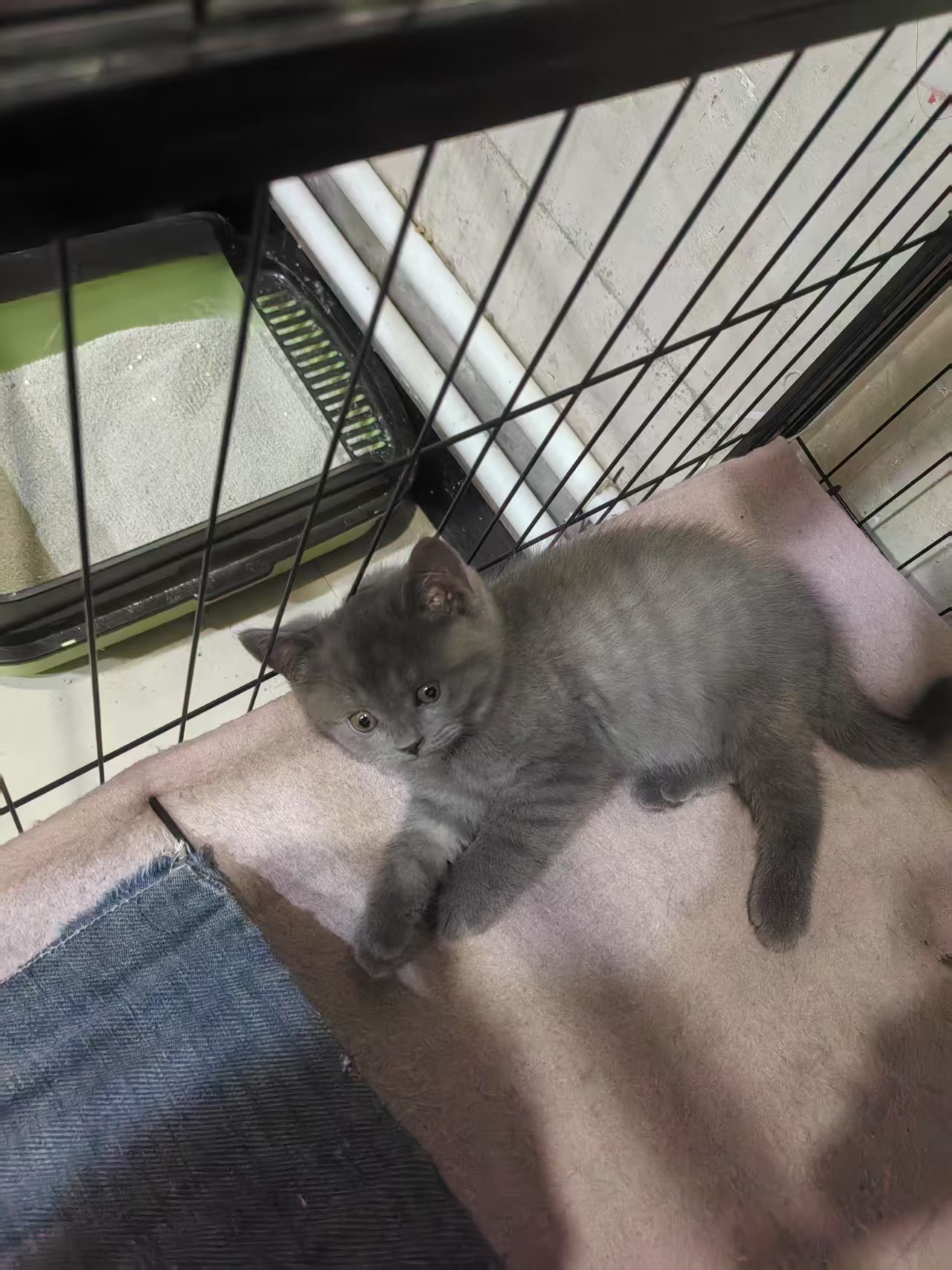 蓝猫之家